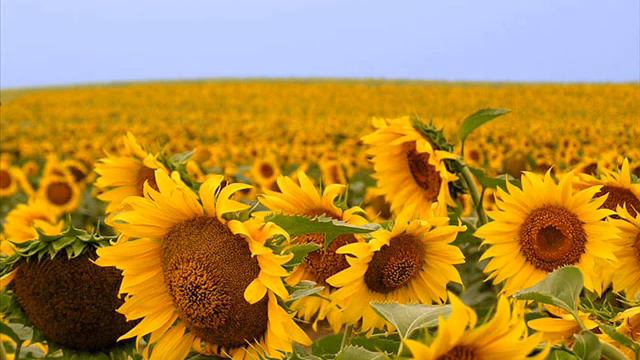 Aca Lukas - Suncokreti смотреть онлайн