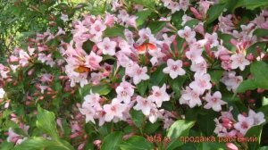 Вейгела цветущая Розеа (weigela florida rosea) ? Розеа обзор: как сажать, саженцы вейгелы Розеа