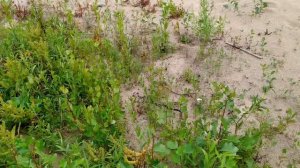 15.08.23. К островам  у Криуши.  Козловский район. Чувашия.