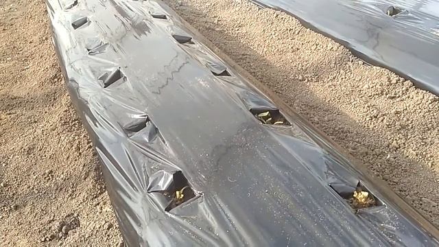 Новая посадка клубники в теплице. Сорт Мальга и Мурано. смотреть онлайн