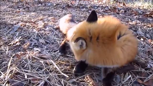 ДИКИЕ ЖИВОТНЫЕ В ЛЕСУ | ЛЕСНЫЕ ЗВЕРИ - ДЛЯ МАЛЫШЕЙ смотреть онлайн