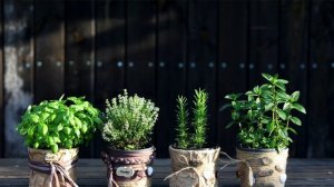 БАЗИЛИК - посев на рассаду//Как вырастить базилик из семян.