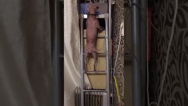 Китайская хохлалая собачка моей соседки залезает по лесенке.