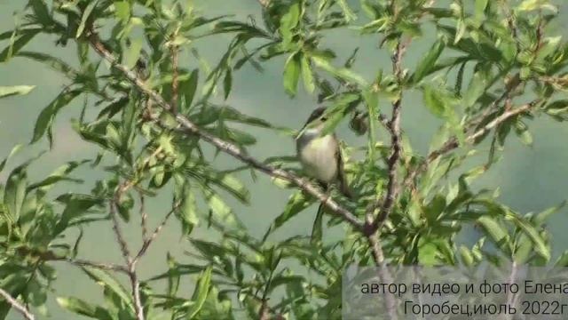 Птицы Камчатки. Поет Таловка.#птицыпоют #лесныептицы #birdwatcher