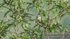 Птицы Камчатки. Поет Таловка.#птицыпоют #лесныептицы #birdwatcher