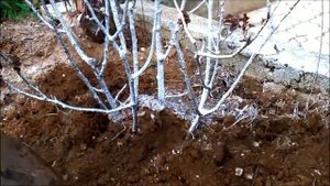 ? Первая весенняя подкормка роз - 7 дач