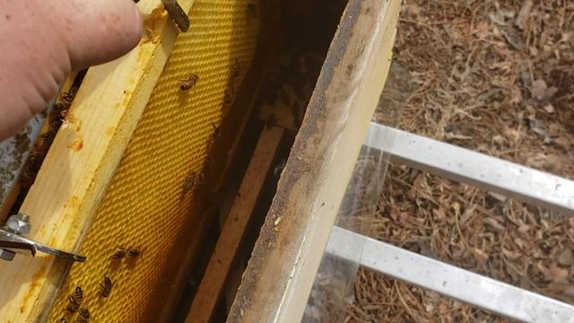 Сокращения пчелиного гнезда и розширения семьи в одночас, трутни в семьях . смотреть онлайн