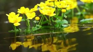 ВСЕ О КАНАЛЕ БЫТЬ ДОБРУ!!!