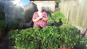 БОРНОЕ ОПРЫСКИВАНИЕ ДЛЯ СЛАДКОГО ПЕРЦА. Ольга Чернова.
