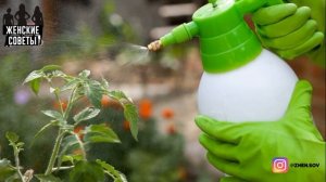 Сода Для Подкормки Томатов — Гарантия Отличного Урожая!