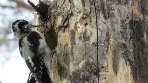 Трехпалый дятел делает дупло, барабанит по дереву, Woodpecker makes hollow, drumming on wood