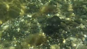 Скат в чёрном море.