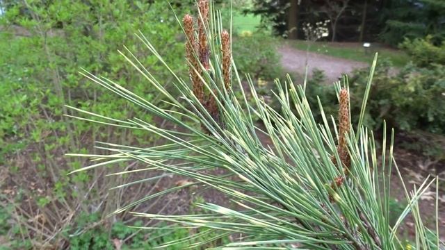 Pinus densiflora ´Oculus Draconis´ смотреть онлайн