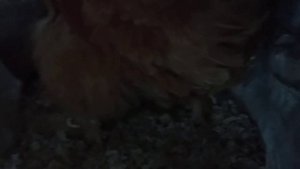 Как курица откладывает/несёт яйцо