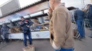 Ярмарка голубей г.Тула 25.03.23