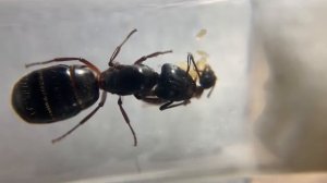 Кампонотус Геркулианус (Camponotus herculeanus) - Красногрудый муравей древоточец. Муравьи дома.