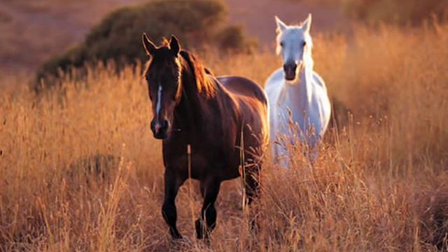Antypas - Ena omorfo amaksi me dyo aloga... смотреть онлайн