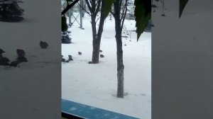 Куропатки зимой