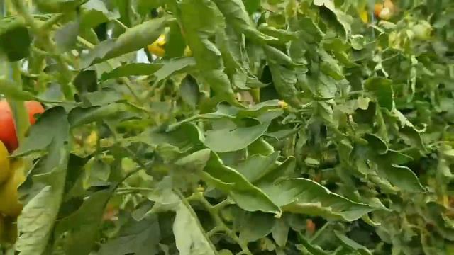 Налив ПЛОДА томата. Результат эксперимента. У Жени и у меня смотреть онлайн