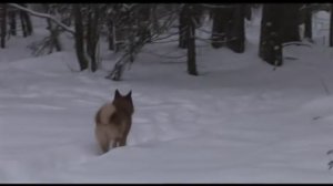 Карельские лайки