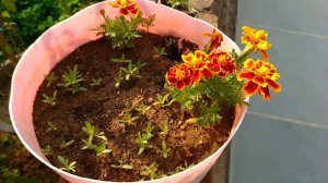 ## "Marigold plant"