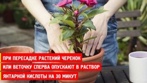 ЯНТАРНАЯ КИСЛОТА ДЛЯ ПЫШНОГО ЦВЕТЕНИЯ РАСТЕНИЙ