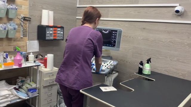 Узнаем станет ли американский булли Тиффани мамой, поездка в ветеринарную клинику. смотреть онлайн