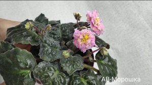 АВ-Осенний Лес, АВ-Морошка, АВ-Мечта Поэта (спорт).