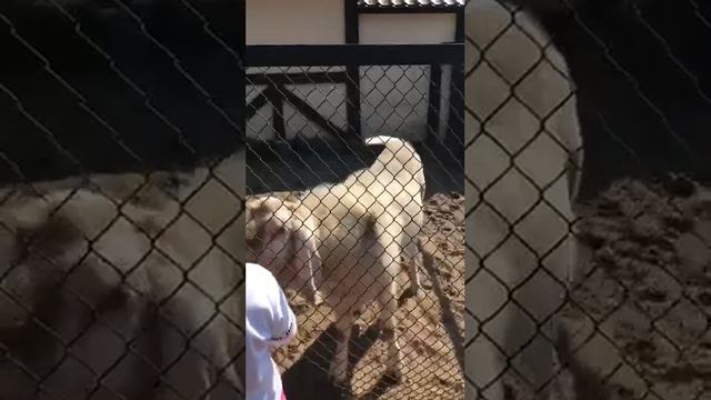 Зоопарк Им.Чебурашки.Приморский Парк Победы на Крестовском острове.Санкт-Петербург смотреть онлайн