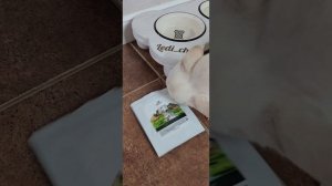 Чем кормить чихуахуа