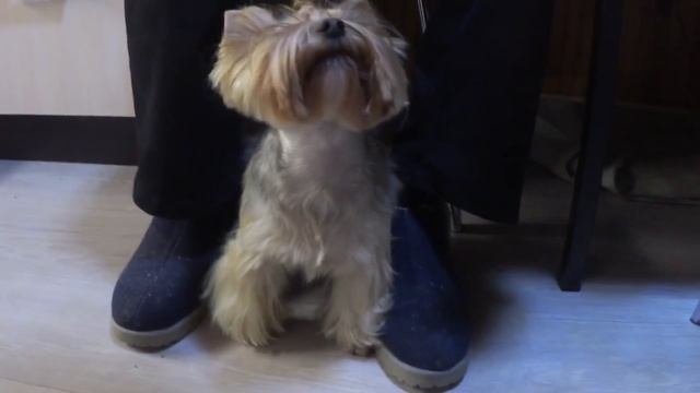 ВЛОГ ПИНГВИН НА ДАЧЕ / ОСЕНЬ В ПОДМОСКОВЬЕ / ЖИЗНЬ НА ДАЧЕ 12.11.2017 смотреть онлайн