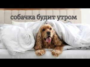Собачка будит утром. ##  Что делать, чтобы прекратить утренний задор шалунишки.