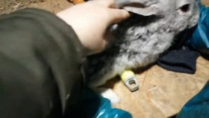 #Ужасы Кролиководства#Видео#Кастрировать или нет?