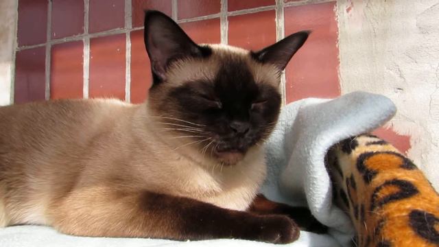 ТАЙСКИЕ КОШКИ питомника РОЯЛ СИМФОНИ смотреть онлайн