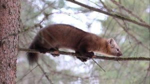 Голос Соболя..wmv