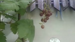 Виноград русский ранний и галбена ноу на 29.0718г