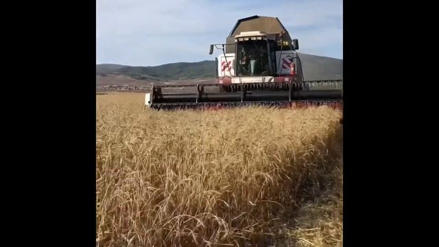 Хвала рукам что пахнут хлебом ! Куйтун Бурятия ! смотреть онлайн