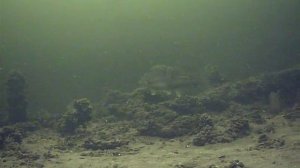 Горьковское водохранилище. Судак среди плотвы.