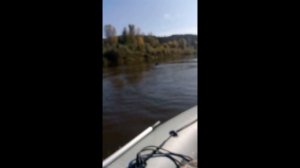 Медведь переплывает Вятка. Видео: vk.com Рыбалка в Кирове, автор Василий Мамаев