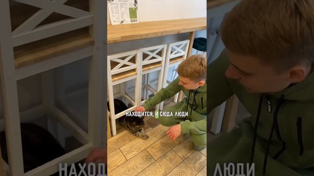В кофейне Литл Хаус есть одна особенность… А именно кошка, для которой это место стало домом смотреть онлайн