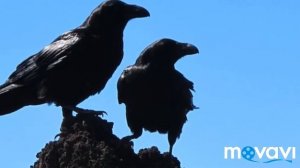 Клип на песню Черный ворон