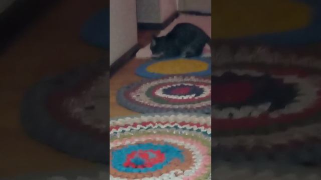 Нонка поймала мышь смотреть онлайн