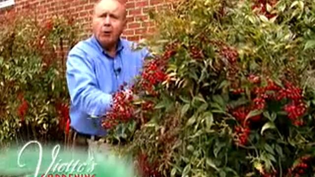 Nandina смотреть онлайн