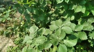 ЕЖЕВИКА.Обзор Честер,Натчез,Вошито и винный сорт загадка.