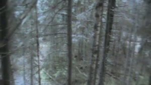 как не просто найти в лесу зайца