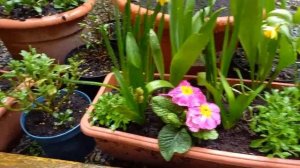 Что будет если не выкапывать луковицы тюльпанов и нарциссов.