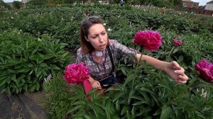 Карминно-красный пион SINBAD / Сад Ворошиловой