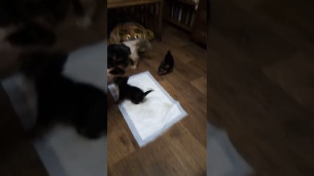 Щенки Йорка, 1,5 месяца. Играют с мамой. смотреть онлайн