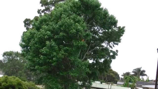 Tree removal Liquidambar смотреть онлайн