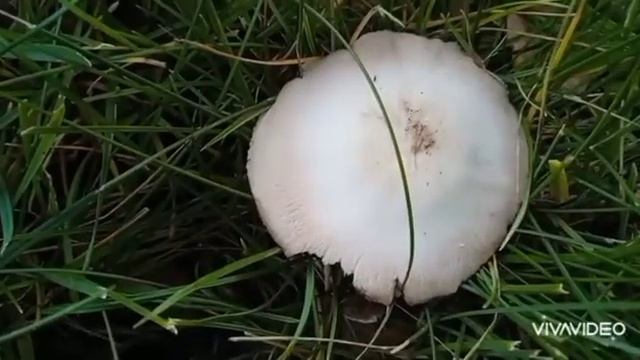 Много осенних грибов. Октябрь. говорушка дымчатая, рядовка скученная и коричневая, грибы-зонтики смотреть онлайн